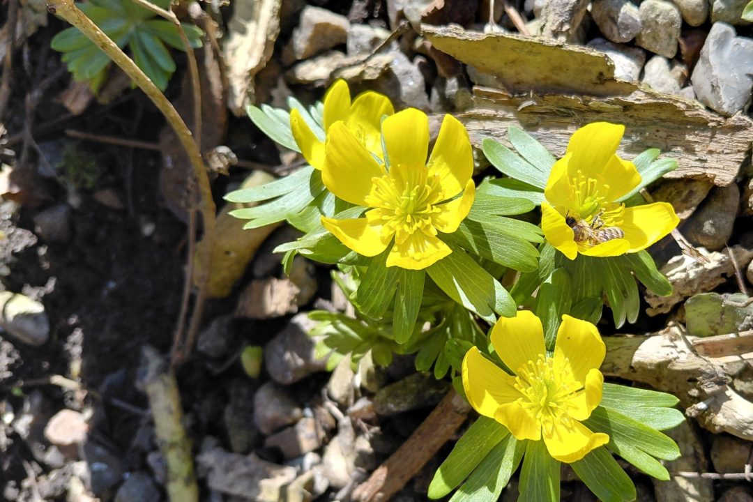 Naturterapeut, naturarbejder, shaman og healer Jeanne Jensen fra Naturlig Viis arbejder med shamanisme og hilser på de små forårsbebuder, den smukke erantis og en bi