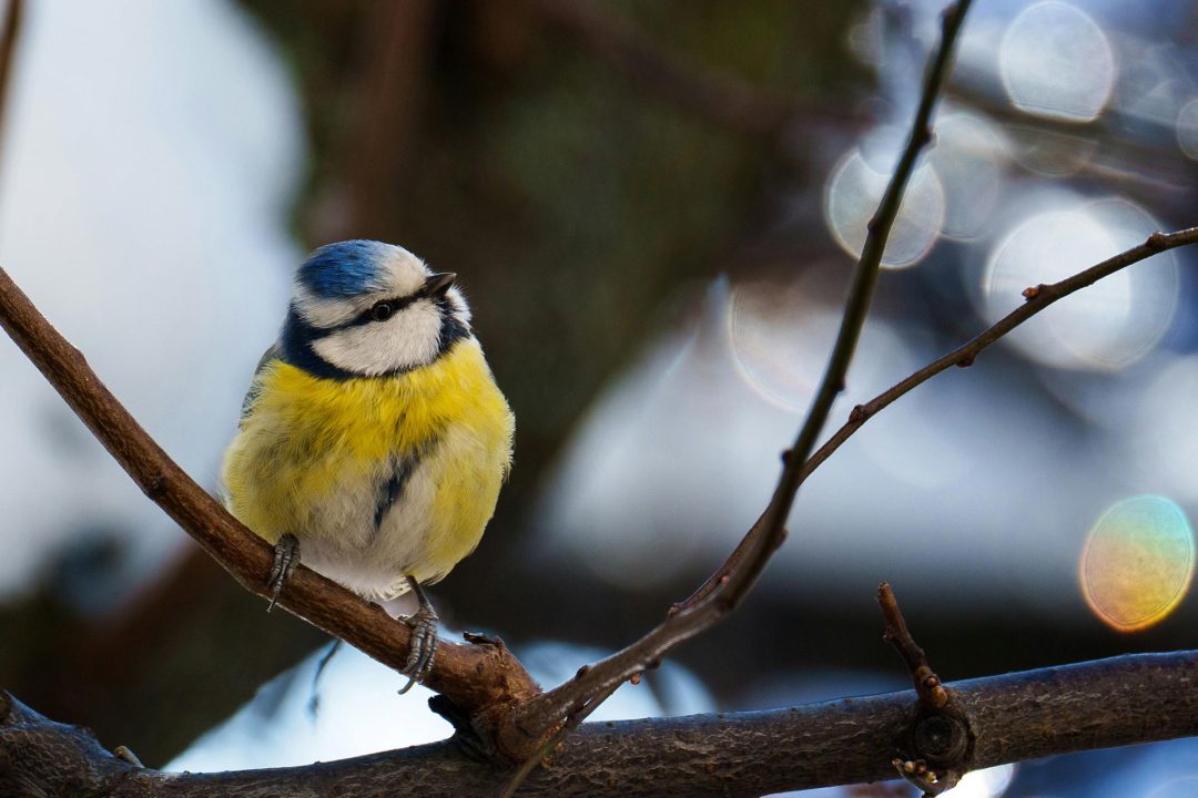 Naturterapeut, naturarbejder, shaman og healer Jeanne Jensen fra Naturlig Viis arbejder med visdomsord og viser et  billede af en smuk blåmejse